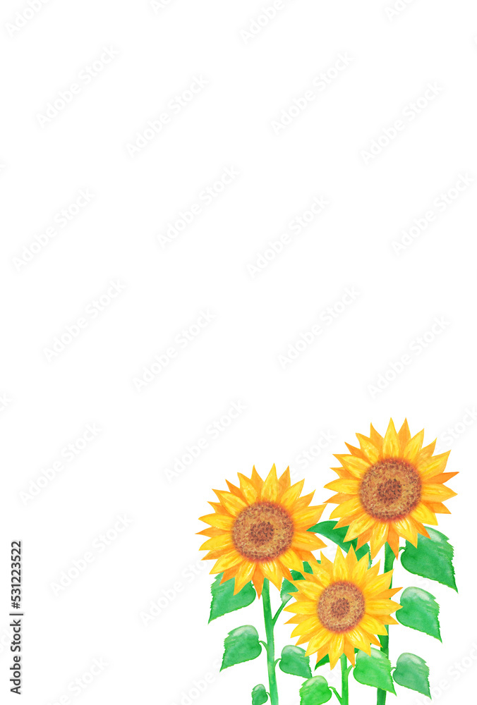 イラスト素材：水彩絵の具で手描きした向日葵の花畑　縦位置/3本/複数本/切り抜き（透過背景）