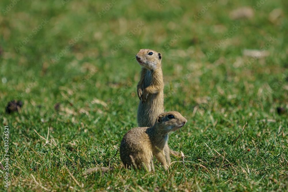Fototapeta premium Spermophilus citellus is an animal species belonging to the Spermophilus genus. Perched on its hind legs.