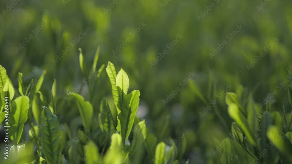 Tea plantations Tea plantations