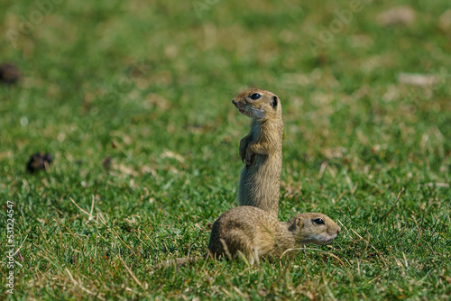Spermophilus citellus is an animal species belonging to the Spermophilus genus. Perched on its hind legs.