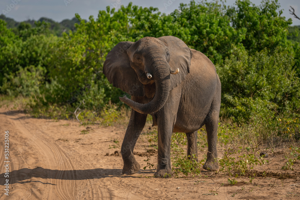 Obraz premium African bush elephant stands swinging trunk around