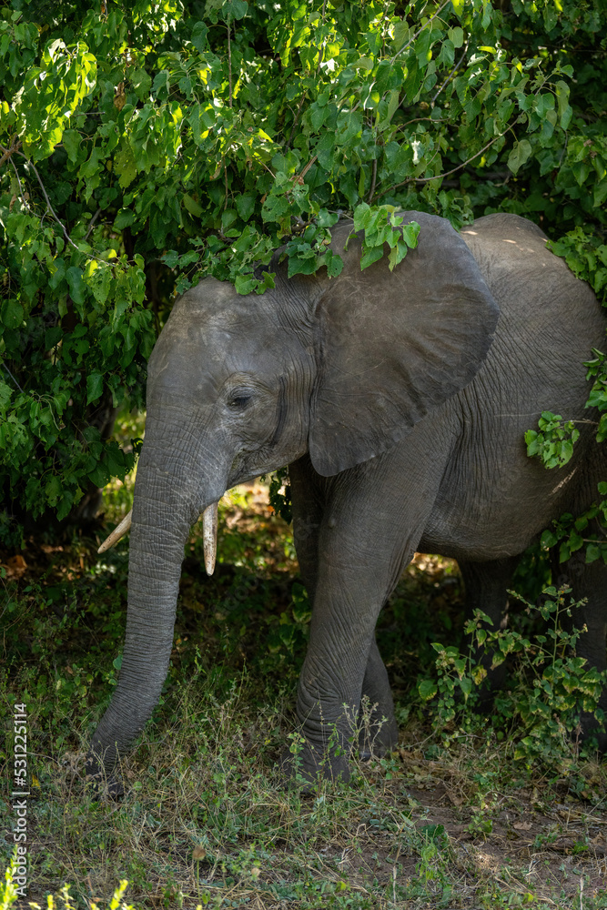 Fototapeta premium African bush elephant stands under leafy bush