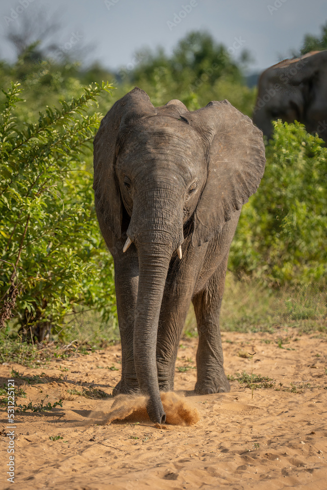 Fototapeta premium African bush elephant sucks dust from track