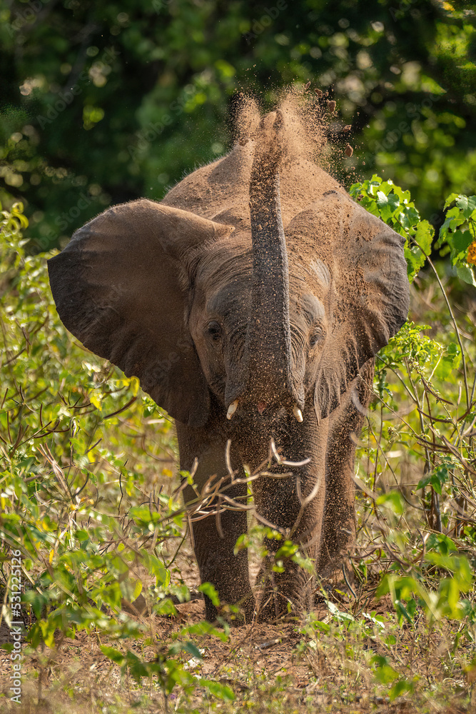 Fototapeta premium African bush elephant tosses earth over head