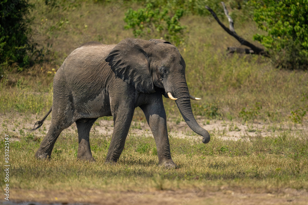 African bush elephant walks along grassy riverbank