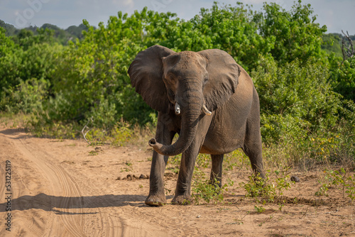 African bush elephant stands staring on track
