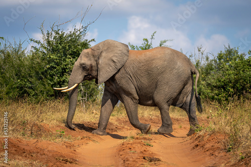 African bush elephant walks across sandy track