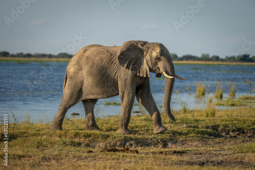 African bush elephant walking along sunlit riverbank