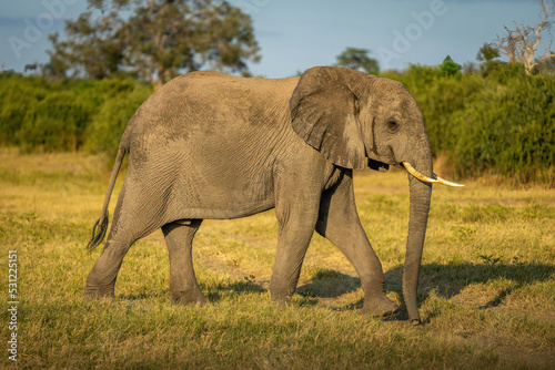 African bush elephant walks across sunny grassland