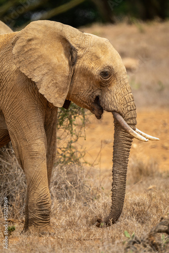 Close-up of African bush elephant on savannah