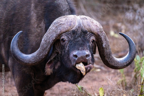 Close-up of Cape buffalo standing eating cactus