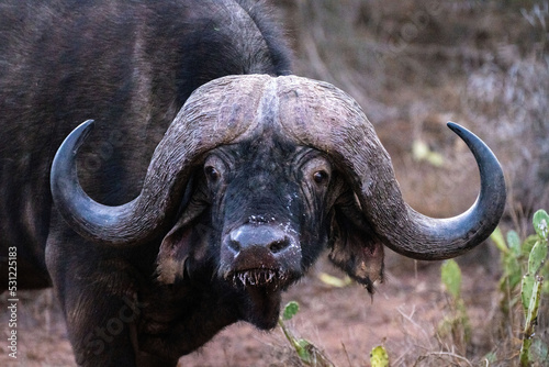 Close-up of Cape buffalo standing turning head