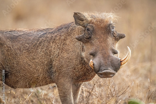 Close-up of common warthog with missing tusk