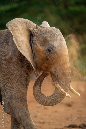 Close-up of elephant squirting dust over head