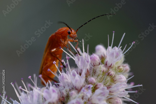 Common red soldier beetle or Bloodsucker beetle or Hogweed Bonking Beetle (Rhagonycha fulva)