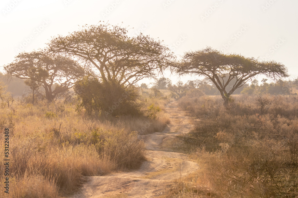 Obraz premium Game drive on dirt road in beautiful landscape scenery, South Africa.