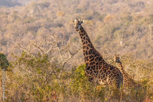A giraffe ( Giraffa Camelopardalis) looking at the camera, Tomjachu Bush retreat, Mpumalanga, South Africa. © Gunter