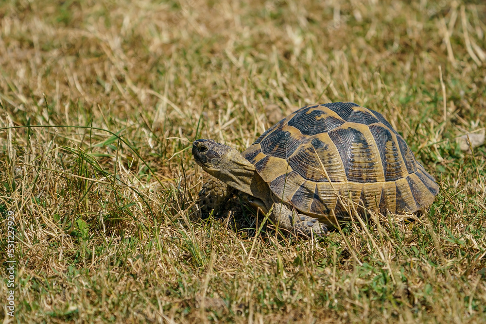 Naklejka premium The Thracian tortoise or Hermann tortoise is a terrestrial turtle of the family Testudinidae. It is located on the continent of Europe. It is known as the Thrace tortoise because it is found only in t