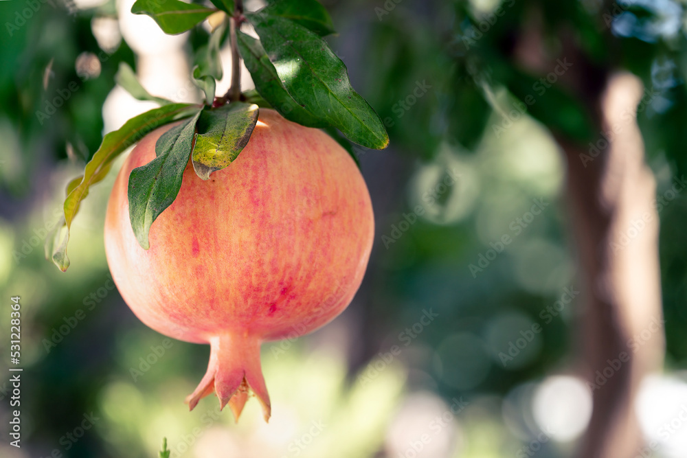 Ripe pomegranate fruit hangs on tree branch in the garden in summer day Ripe pomegranate fruit hangs on tree branch in the garden in summer day