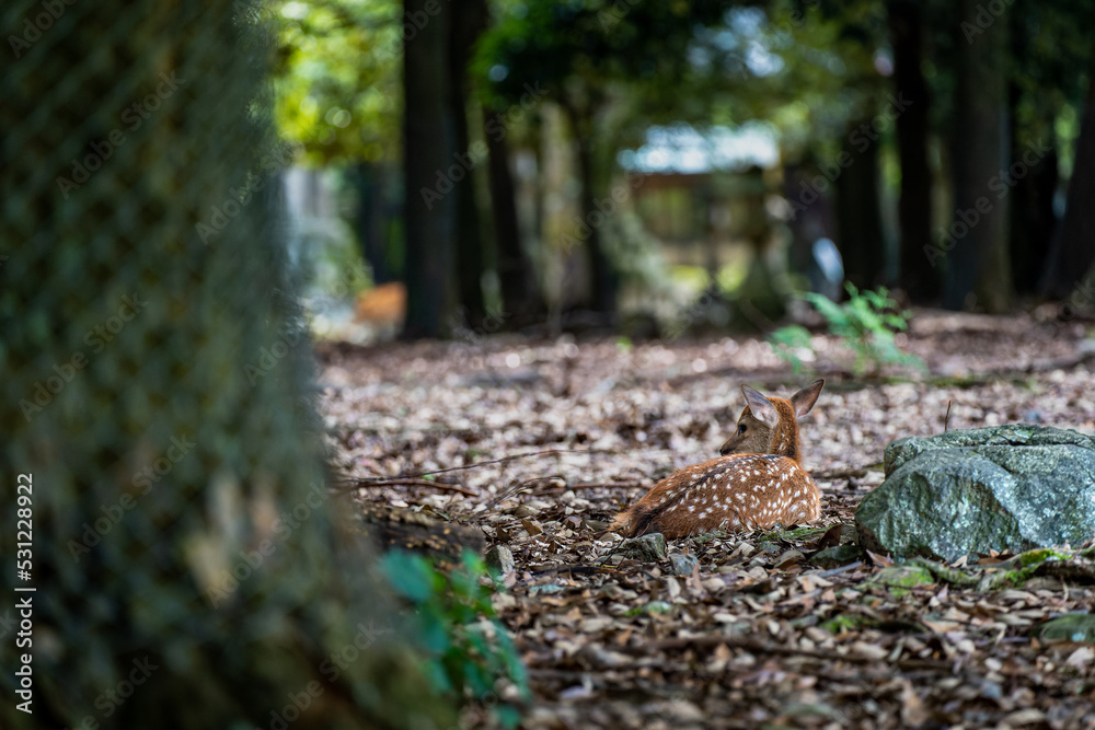 Obraz premium 奈良-【奈良公園（飛火野）の鹿】