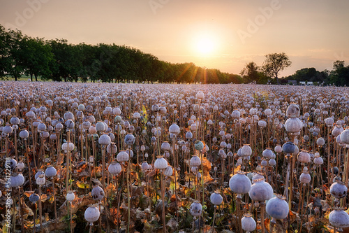 Canvas Print Summer landscape with many heads of poppy field