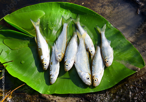 A lot of Bleak (Alburnus alburnus) on a green leaf of a water lily close-up. photo