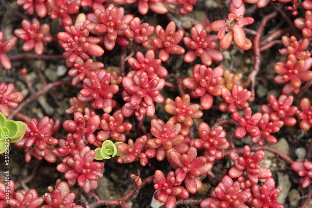 Sedum or stonecrops on green roof.