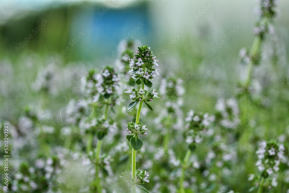 Thymus vulgaris herb, fresh flowers and leaves. Detail photo flower