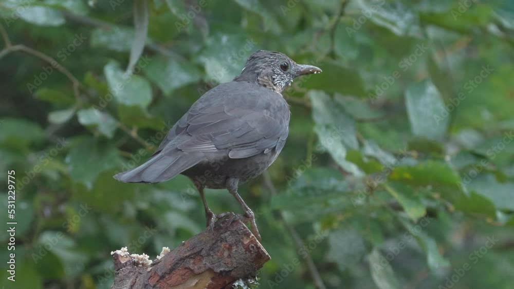 common blackbird bird animal Turdus merula on branch turn feed fly away 4K natural world norway common blackbird bird animal Turdus merula on branch turn feed fly away 4K natural world norway