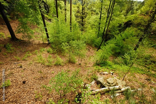 Old forest