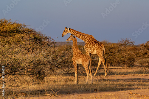 Giraffe Kenya masai mara. Giraffa reticulata  sunset.