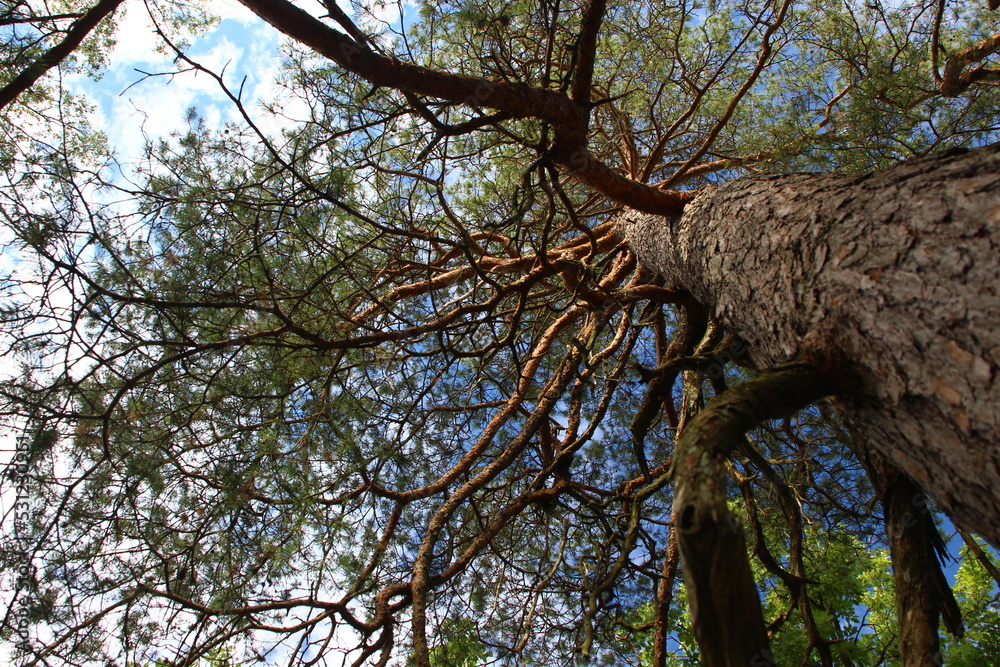 l'arbre l'arbre