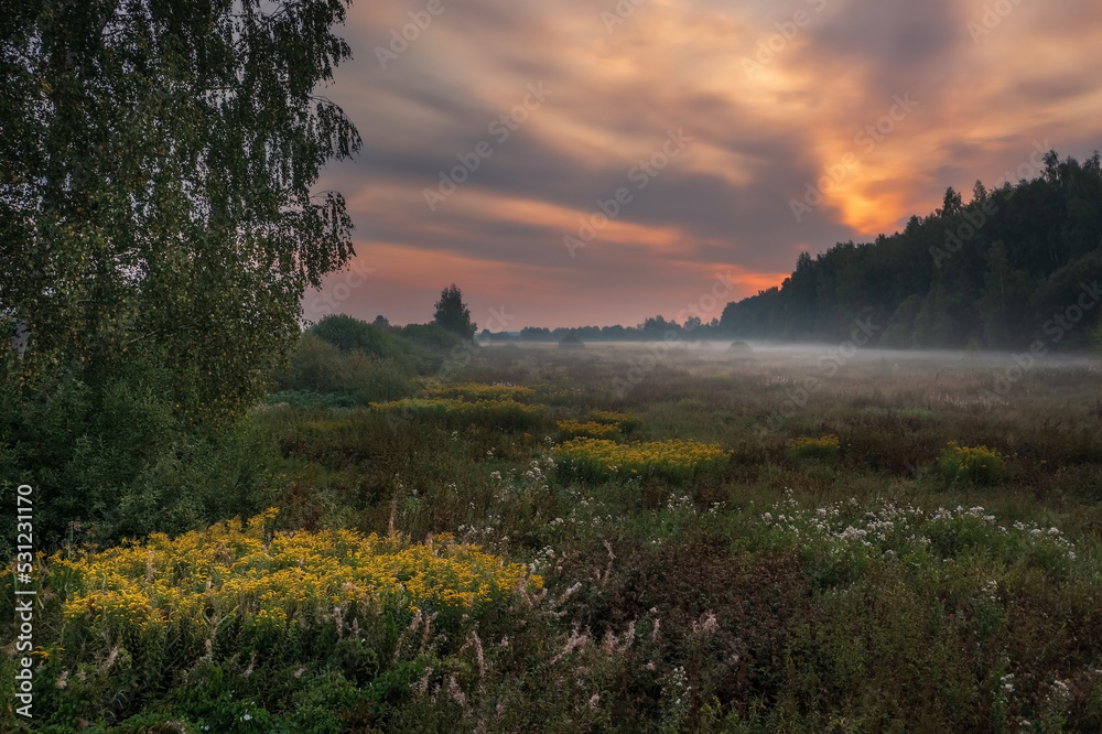 Meadow with yellow flowers at morning twilight against fog and colorful sky Dubna Russia