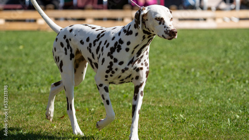 dalmation dog on a walk