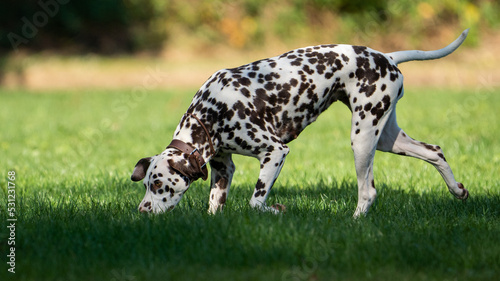 dalmation dog on a field