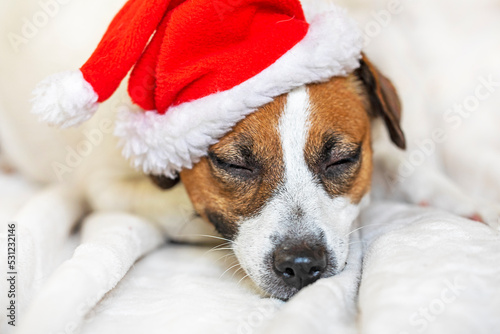 funny puppy jack russell terrier sleeping in santa claus hat. family christmas
