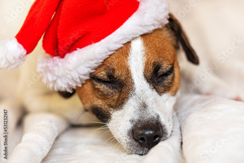 cute jack russell terrier puppy sleeping in santa claus hat. family christmas © Nataliia Makarovska