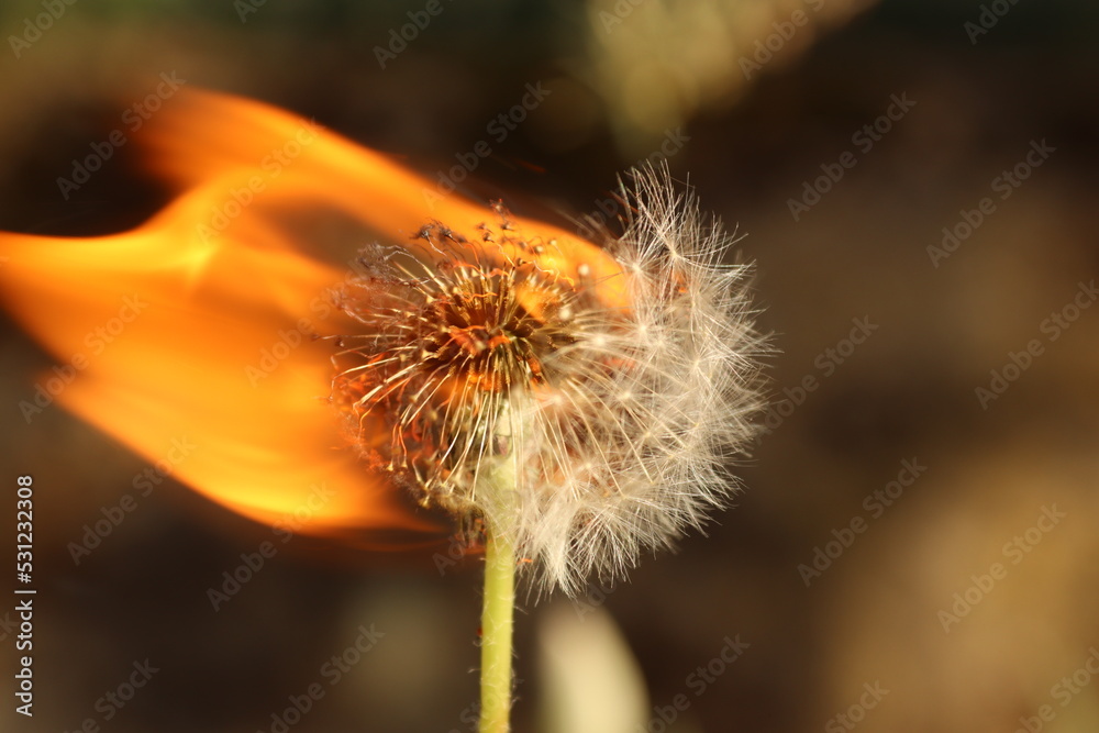 Burning dandelion with green and brown background