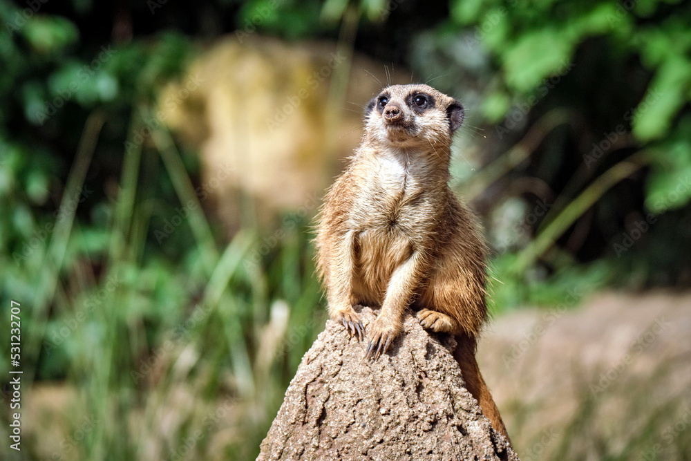 Erdmännchen ( Suricata suricatta ). Erdmännchen ( Suricata suricatta ).