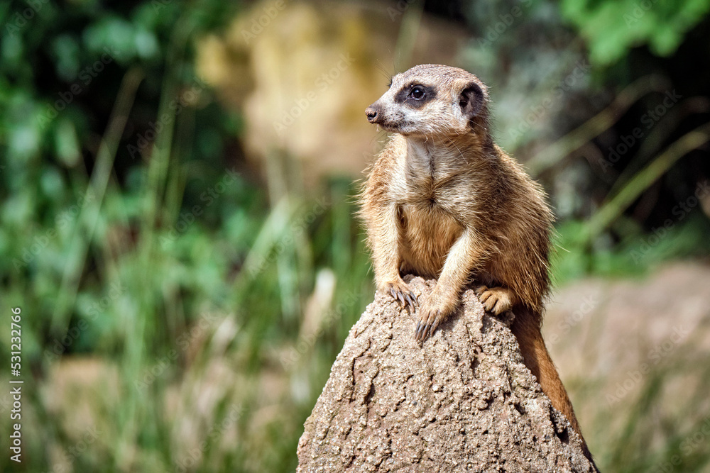 Fototapeta premium Erdmännchen ( Suricata suricatta ).