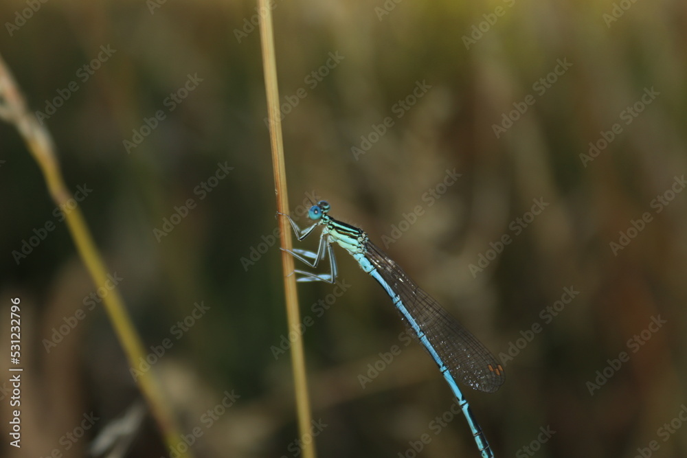 Sitting blue dragonfly on a stick Sitting blue dragonfly on a stick