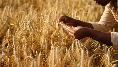 Amazing looking black woman farmer in the middle of large wheat field analysing the results of harvest from this year