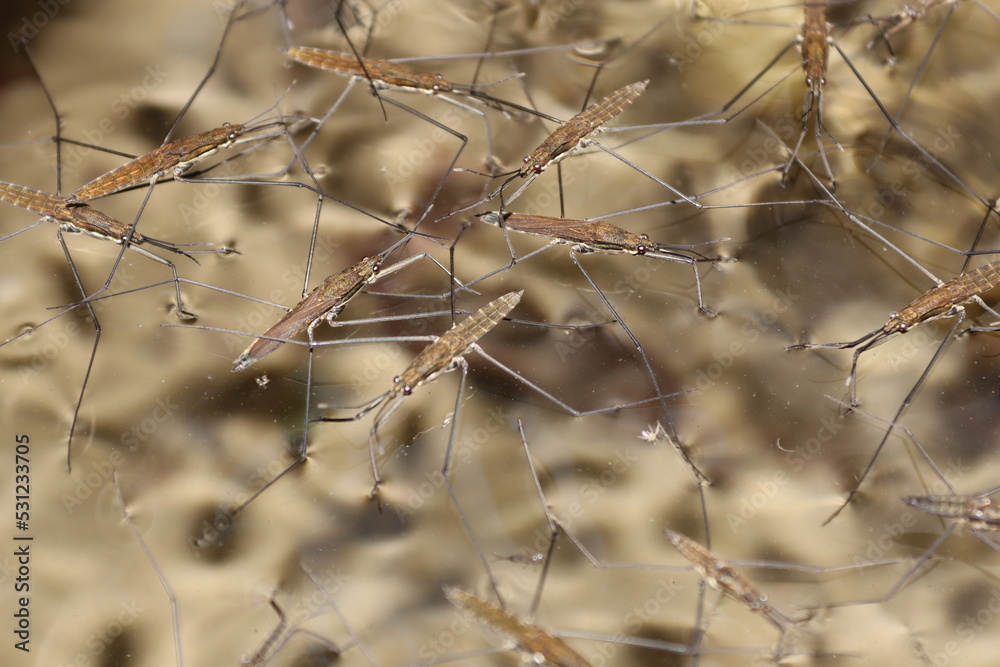 Many water striders on a river