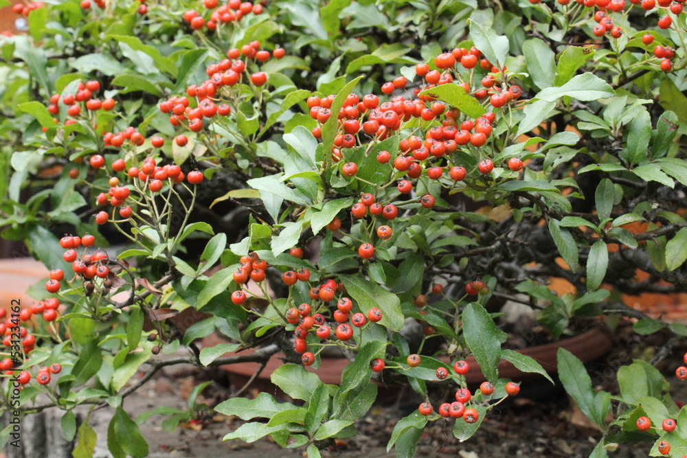 Hawthorn bush - crataegus monogyna and orange fruits. Hawthorn bush - crataegus monogyna and orange fruits.