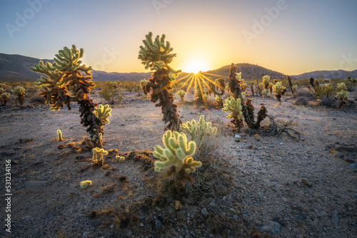 Принти на полотні beautiful sunset at cholla cactus garden in joshua tree national park, usa