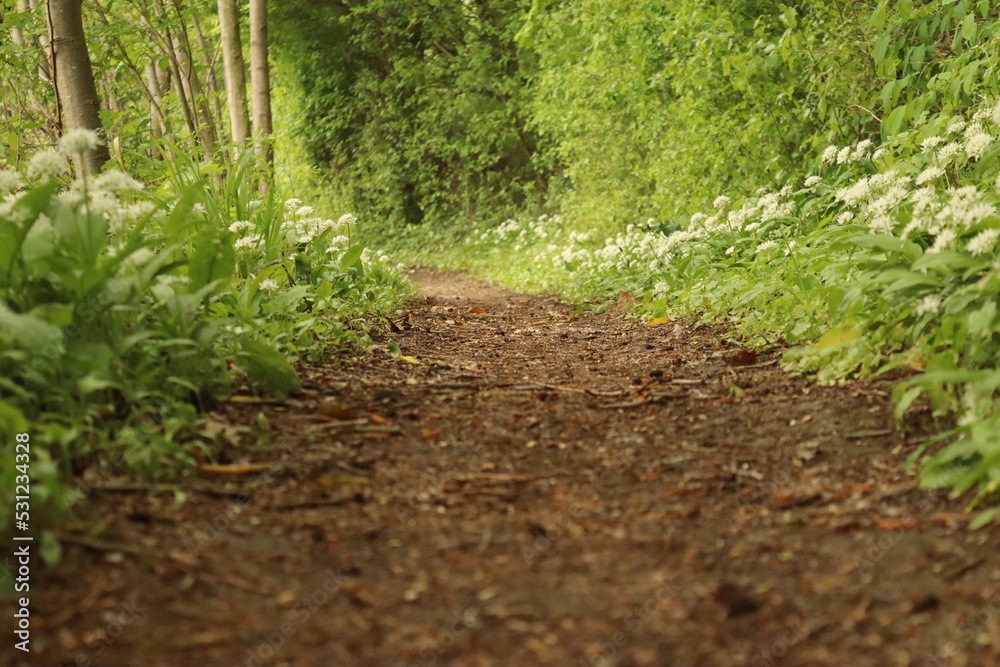 Small path with green and brown background