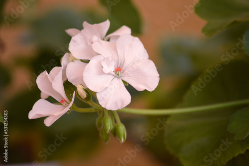 Flor blanca de geranio en jard  n