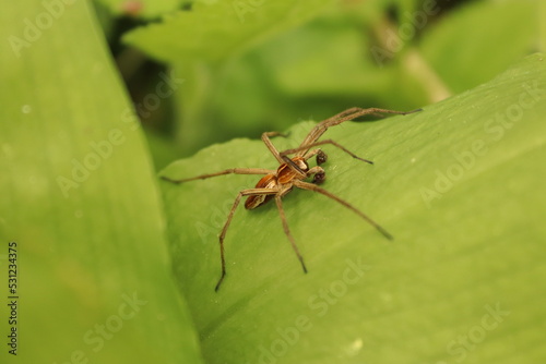 Sitting spider on a plant