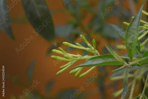 Flor de árbol dama de noche
