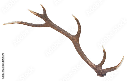Fotobehang Antler of Red deer (Cervus elaphus), PNG, isolated on transparent background